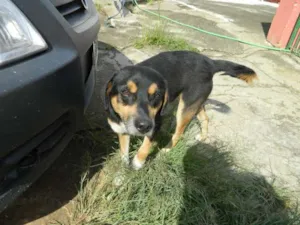Cachorro raça SRD idade 2 anos nome Twister