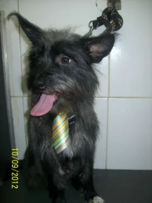 Cachorro raça SRD idade 2 anos nome CHARLES