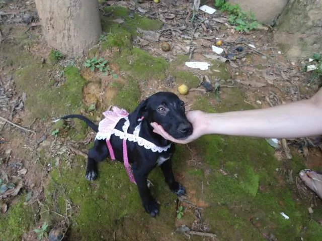 Cachorro ra a SR idade 2 a 6 meses nome Denguinha