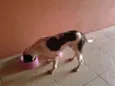 Peludão