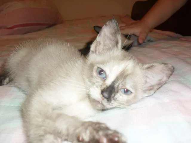 Gato ra a Siamês idade Abaixo de 2 meses nome Luna