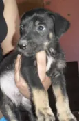 Bolt