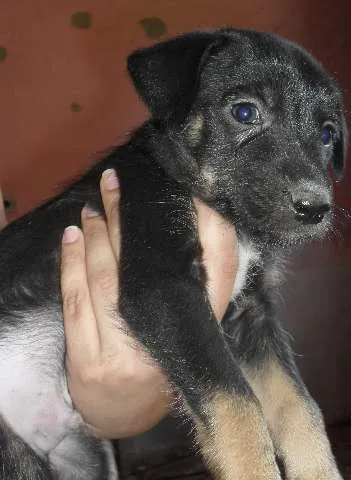 Cachorro ra a SRD idade 2 a 6 meses nome Bolt
