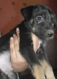 Bolt