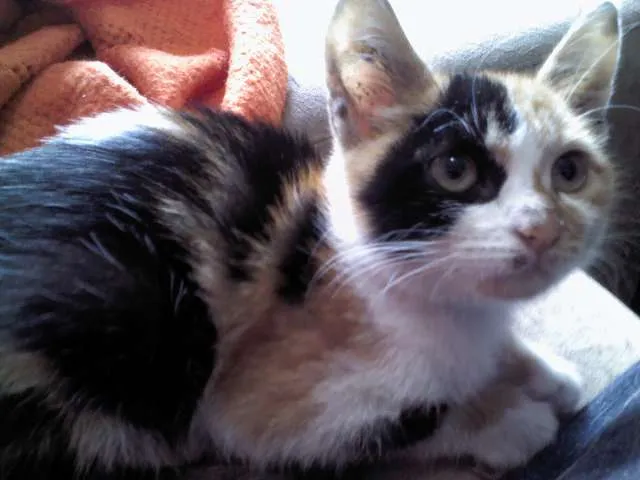 Gato ra a Vila lata idade 2 a 6 meses nome Pipoca