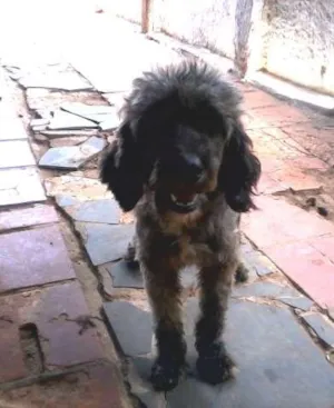 Cachorro raça SRD idade 2 anos nome Lobo