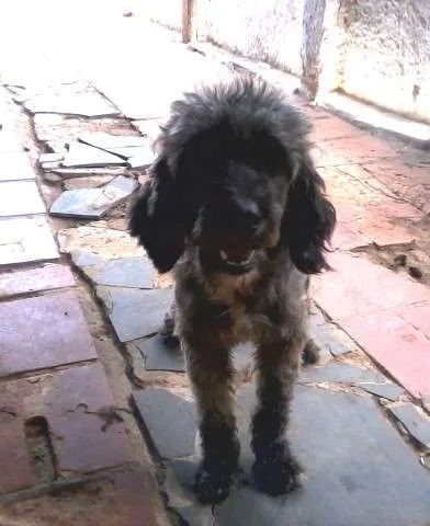 Cachorro ra a SRD idade 2 anos nome Lobo