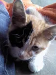 Pipoca