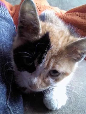 Gato ra a Vila lata idade 2 a 6 meses nome Pipoca