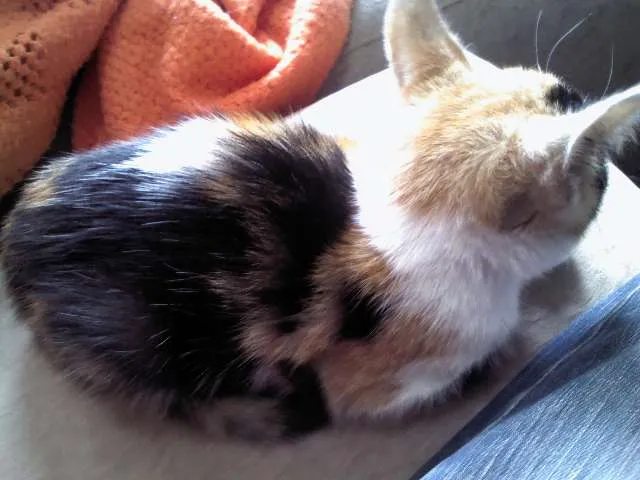 Gato ra a Vila lata idade 2 a 6 meses nome Pipoca