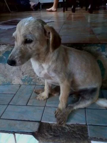 Cachorro ra a SRD idade 2 anos nome Bentinho
