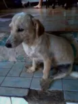 Bentinho