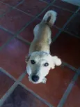 Bentinho