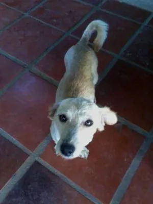 Cachorro raça SRD idade 2 anos nome Bentinho