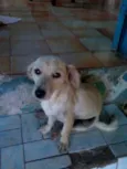 Bentinho