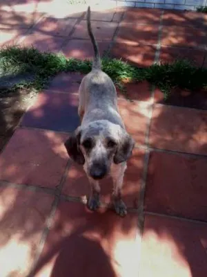 Cachorro raça SRD idade 1 ano nome Lobinho