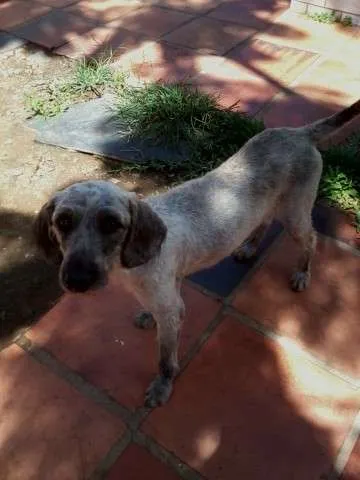 Cachorro ra a SRD idade 1 ano nome Lobinho