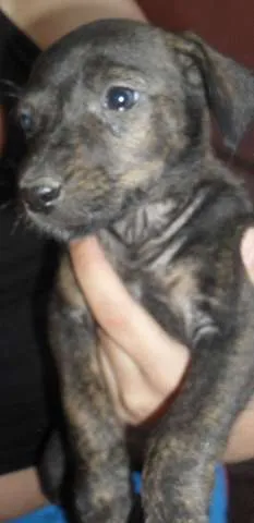 Cachorro ra a SRD idade 2 a 6 meses nome Marias