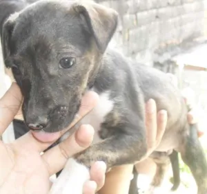 Cachorro raça SRD idade 2 a 6 meses nome Marias