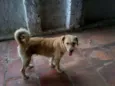 Shalana