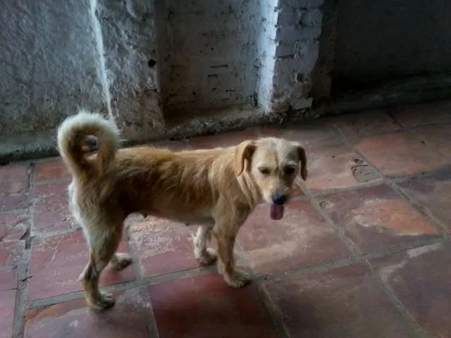 Cachorro ra a SRD idade 2 anos nome Shalana