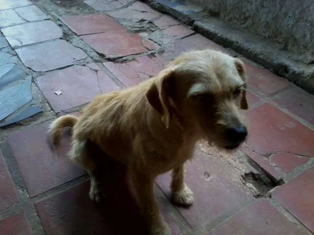 Cachorro ra a SRD idade 2 anos nome Shalana