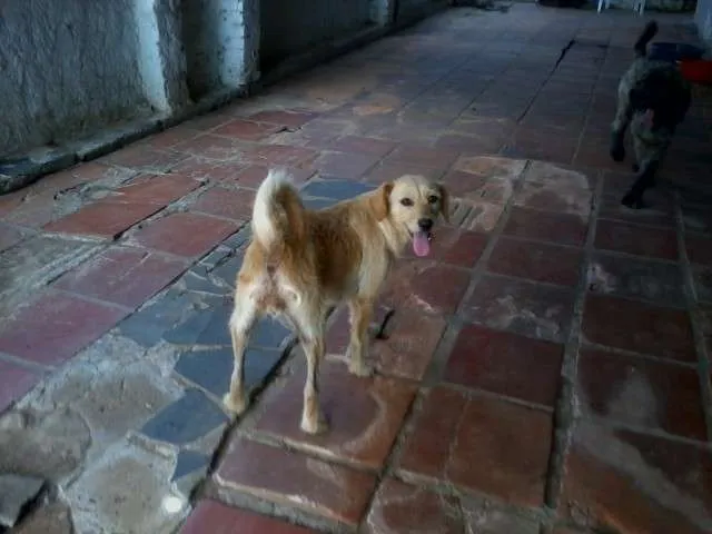 Cachorro ra a SRD idade 2 anos nome Shalana