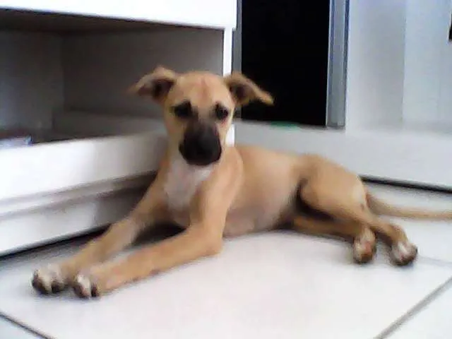 Cachorro raça vira-lata idade 2 a 6 meses nome Safira
