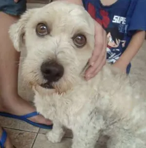Cachorro raça Poodle idade 1 ano nome não tem