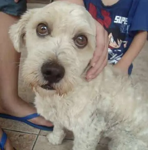 Cachorro raça Poodle idade 1 ano nome não tem