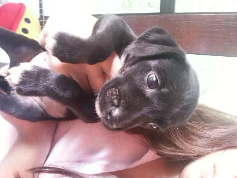 Cachorro ra a SRD idade Abaixo de 2 meses nome Filhotes