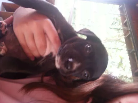Cachorro ra a SRD idade Abaixo de 2 meses nome Filhotes