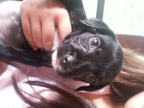 Cachorro ra a SRD idade Abaixo de 2 meses nome Filhotes
