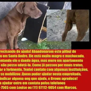 Cachorro raça Pit-Bull idade 1 ano nome Brown
