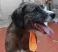 GASPAR