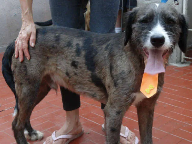 Cachorro ra a SRD idade 2 anos nome GASPAR