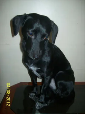 Cachorro raça BASSET idade 4 anos nome LILICA