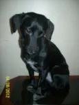 LILICA