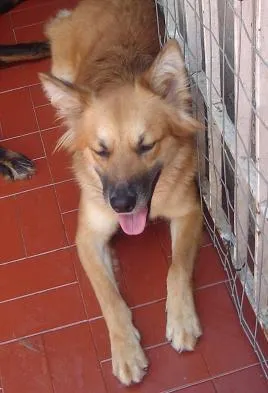 Cachorro ra a SRD idade 3 anos nome SOL