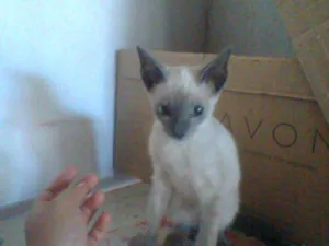 Gato raça rnd idade 2 a 6 meses nome max