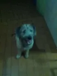 Cachorro raça SRD idade 1 ano nome Alemão