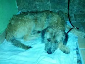 Cachorro raça SRD idade 1 ano nome Alemão