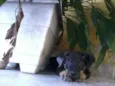 Borrachinha