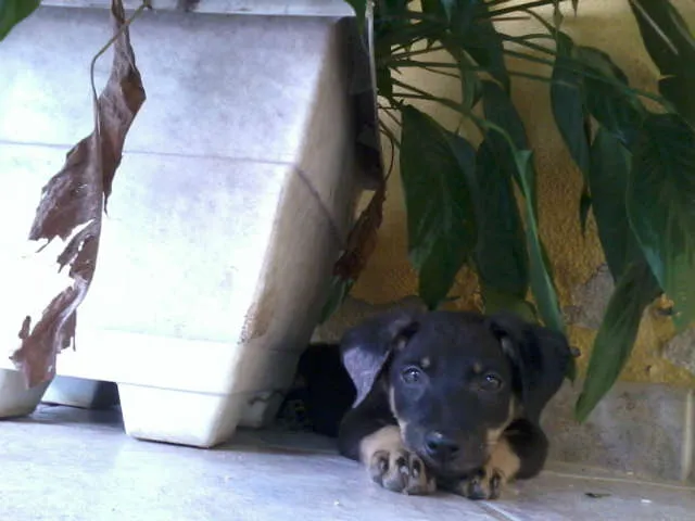 Cachorro raça SRD idade 2 a 6 meses nome Borrachinha