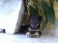 Borrachinha