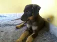 Borrachinha