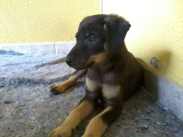 Cachorro raça SRD idade 2 a 6 meses nome Borrachinha