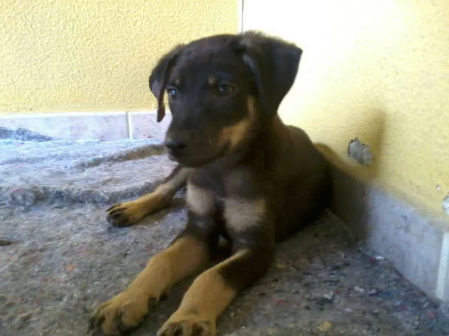 Cachorro raça SRD idade 2 a 6 meses nome Borrachinha
