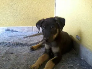 Cachorro raça SRD idade 2 a 6 meses nome Borrachinha