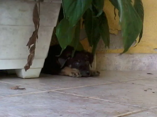 Cachorro raça SRD idade 2 a 6 meses nome Borrachinha